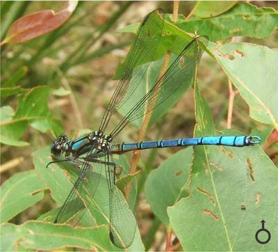 Diphlebia lestoides